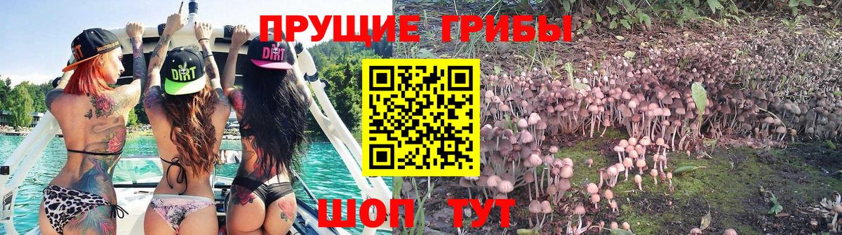 Галлюциногенные грибы Cubensis  Псилоцибиновые грибы GOLDEN TEACHER  Отрадное  где можно купить   Вход с VPN 